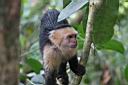 Img_7453-malpa kapucinska-white-faced capuchin.jpg
